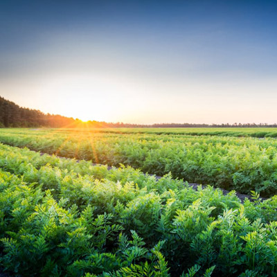 Industrie Planete Vegetal